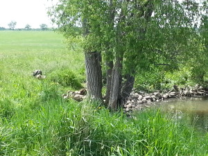Stoddart Family Farm | Grassfed Beef | Pastured Pork | Kawartha Lakes, Ontario | AmandaNaturally.com