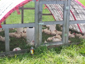 Stoddart Family Farm | Grassfed Beef | Pastured Pork | Kawartha Lakes, Ontario | AmandaNaturally.com