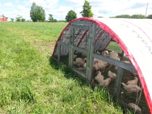 Stoddart Family Farm | Grassfed Beef | Pastured Pork | Kawartha Lakes, Ontario | AmandaNaturally.com