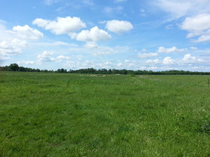 Stoddart Family Farm | Grassfed Beef | Pastured Pork | Kawartha Lakes, Ontario | AmandaNaturally.com