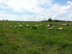 Stoddart Family Farm | Grassfed Beef | Pastured Pork | Kawartha Lakes, Ontario | AmandaNaturally.com