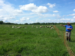 Stoddart Family Farm | Grassfed Beef | Pastured Pork | Kawartha Lakes, Ontario | AmandaNaturally.com