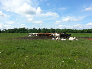 Stoddart Family Farm | Grassfed Beef | Pastured Pork | Kawartha Lakes, Ontario | AmandaNaturally.com