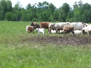 Stoddart Family Farm | Grassfed Beef | Pastured Pork | Kawartha Lakes, Ontario | AmandaNaturally.com