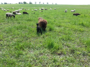 Stoddart Family Farm | Grassfed Beef | Pastured Pork | Kawartha Lakes, Ontario | AmandaNaturally.com