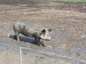 Stoddart Family Farm | Grassfed Beef | Pastured Pork | Kawartha Lakes, Ontario | AmandaNaturally.com